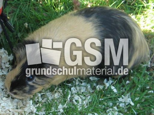 Meerschweinchen2.JPG